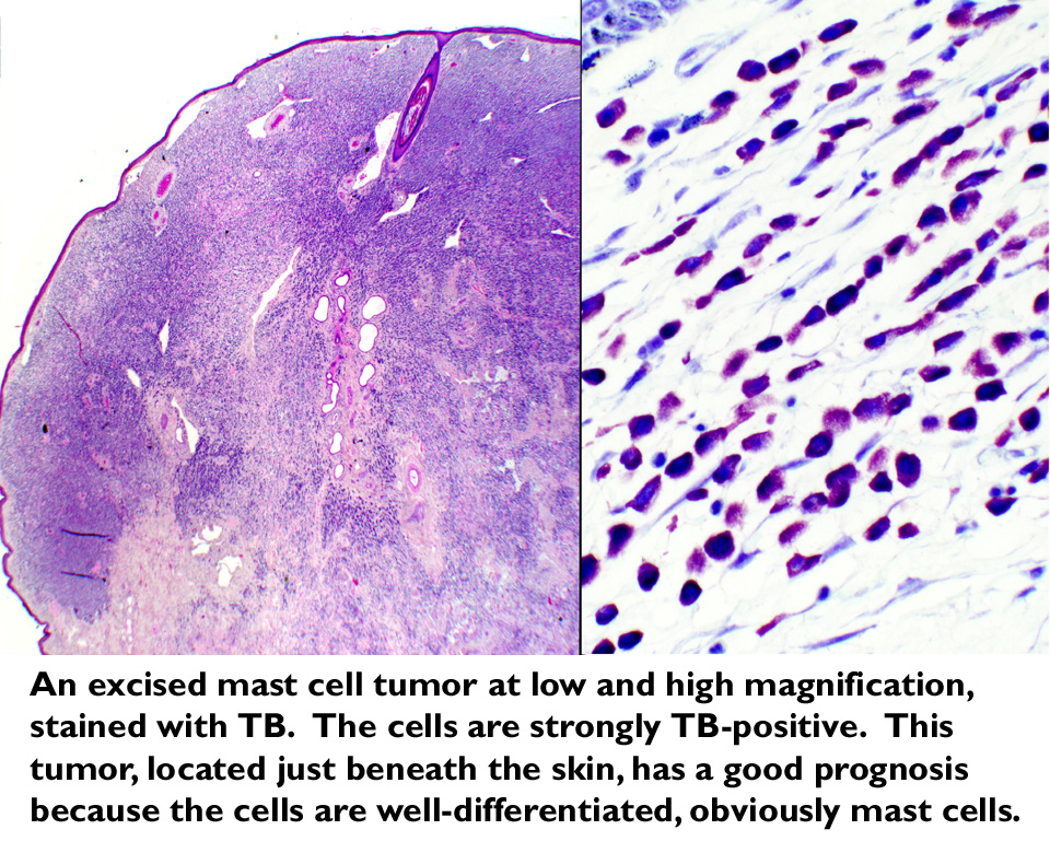 mast cells in dogs untitled document www doctorc net mast cells in dogs untitled document www doctorc net