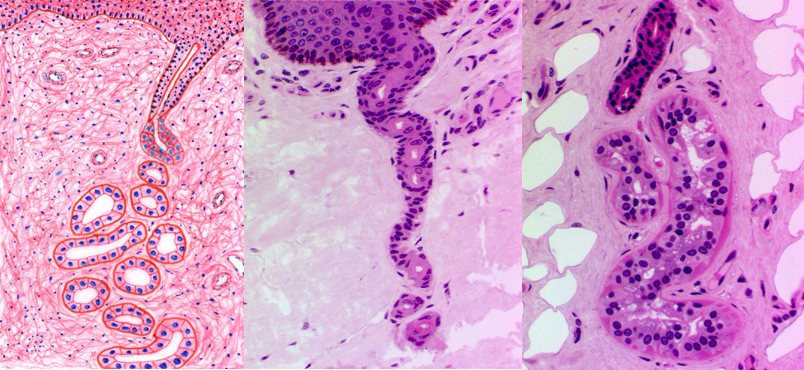 eccrine sweat glands