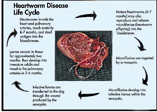 Heartworm_lifecycle.jpg (65080 bytes)