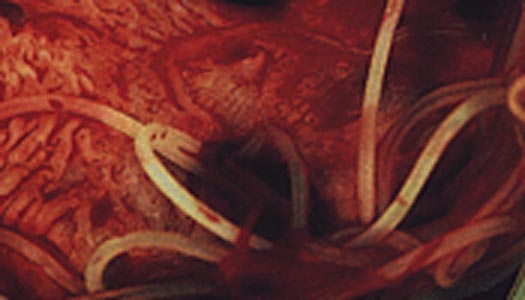 heartworms2.jpg (29013 bytes)