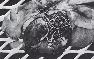 heartworms_in_heart_4.jpg (28816 bytes)
