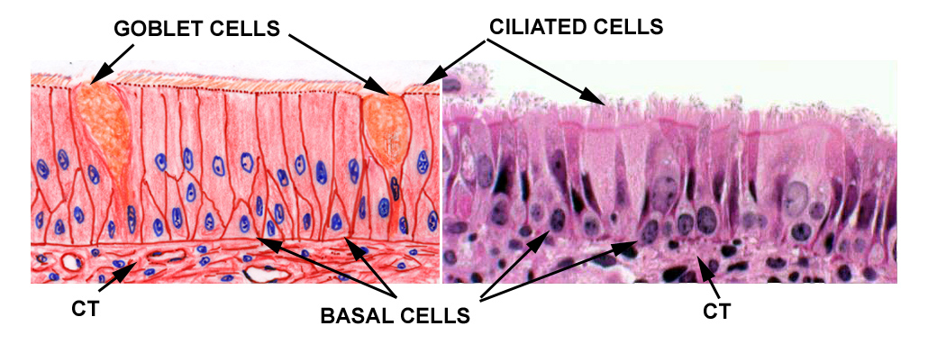 basal cells on nose #10