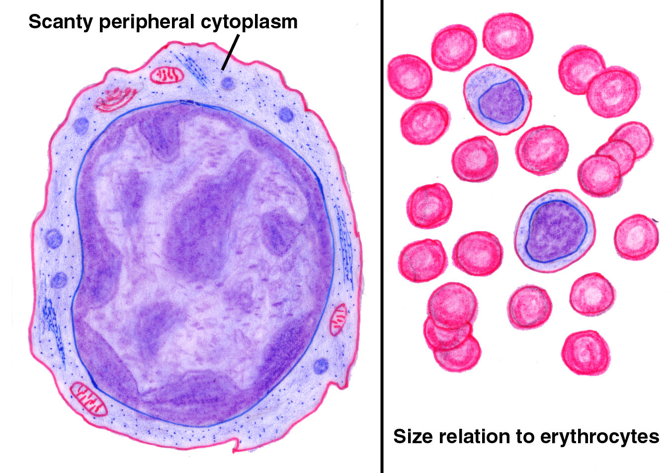 diagram of lymphocytes image gallery lymphocytes labeled diagram of lymphocytes image gallery lymphocytes labeled