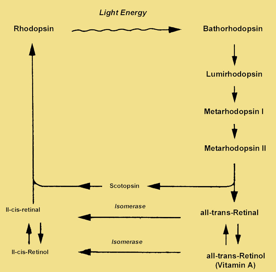 The Rhodopsin Cycle