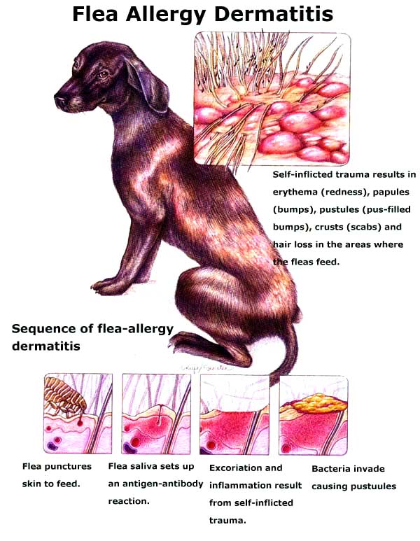 dog egg allergy