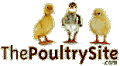 The Poultry Site