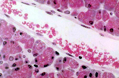 Exercise 4: Epithelium