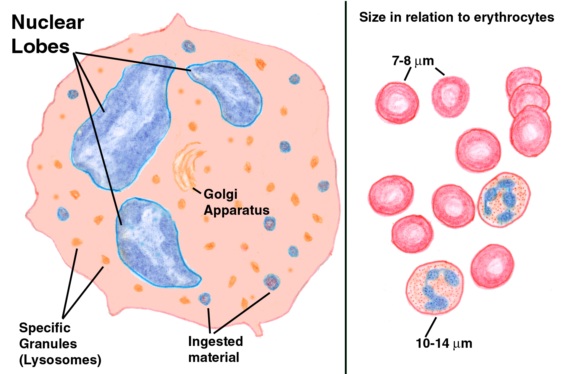 Exercise 6: Formed Elements of Blood