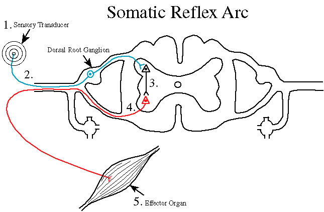 example of somatic reflex
