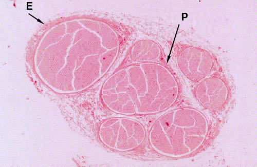 peripheral nerve histology cross section